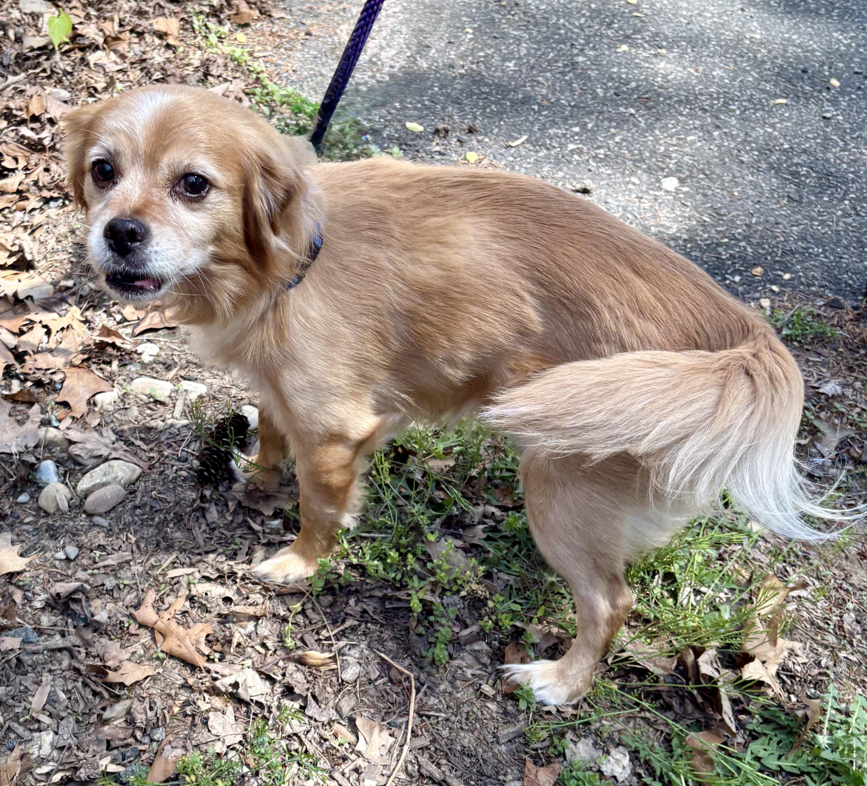 Enlarge Apollo, an adoptable mixed breed in Warren, NJ image 3/3