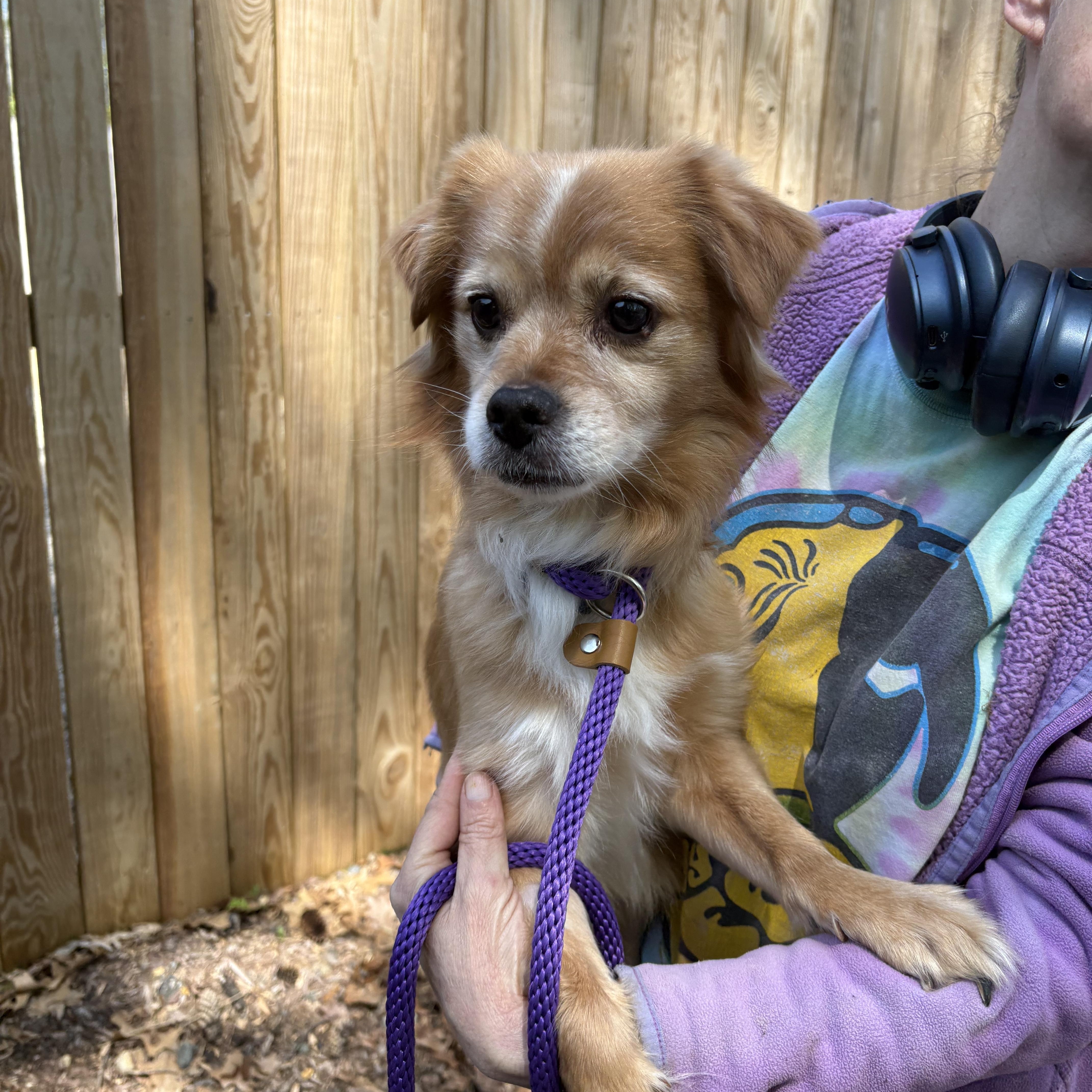 Enlarge Apollo, an adoptable mixed breed in Warren, NJ image 2/3