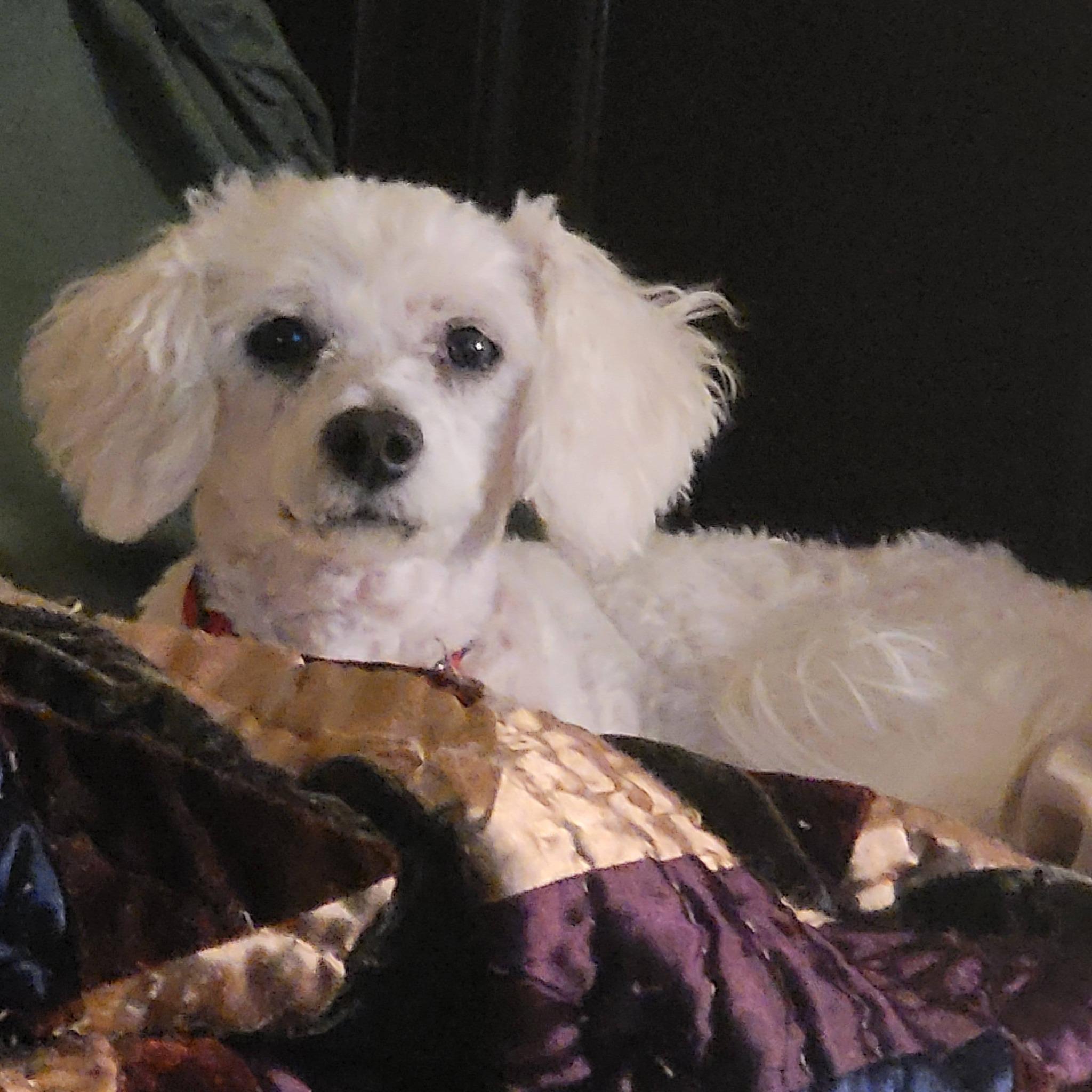 Enlarge Poppy (D1996), a ADOPTABLE Bichon Frise in Hayes, VA image 3/3