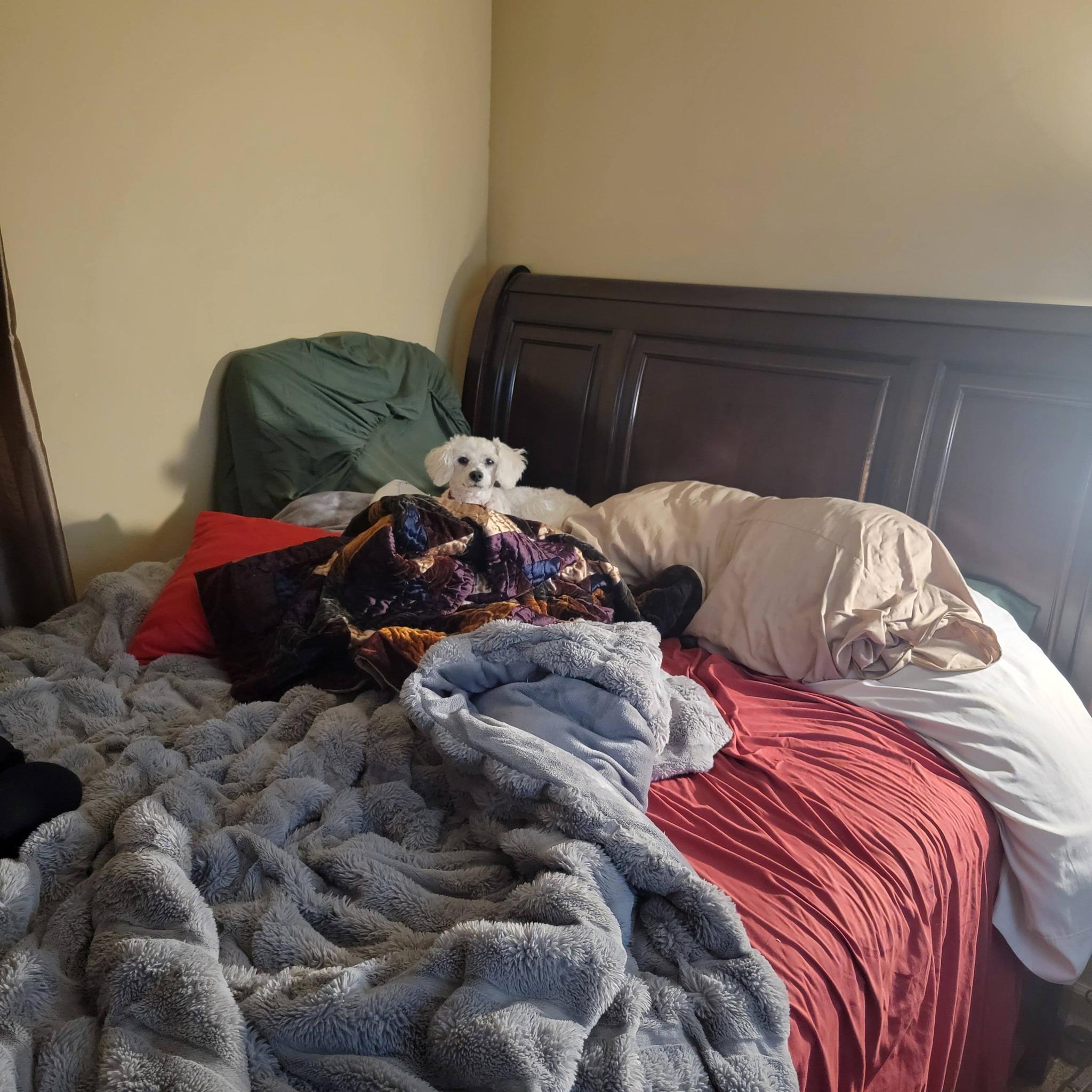 Poppy (D1996), ADOPTABLE, Adult Female Bichon Frise.