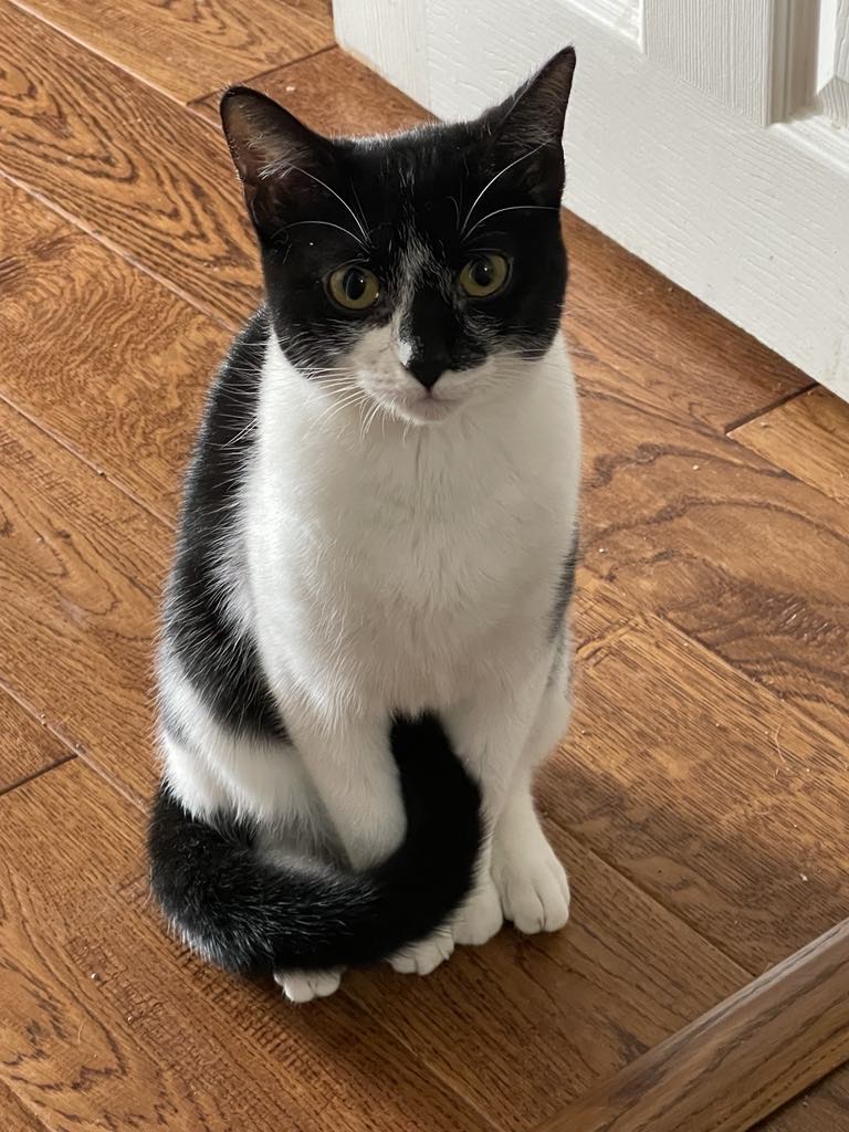 Shiloh Bonded with Mave, a Adoptable Domestic Short Hair in Huntsville, AL image 5/7