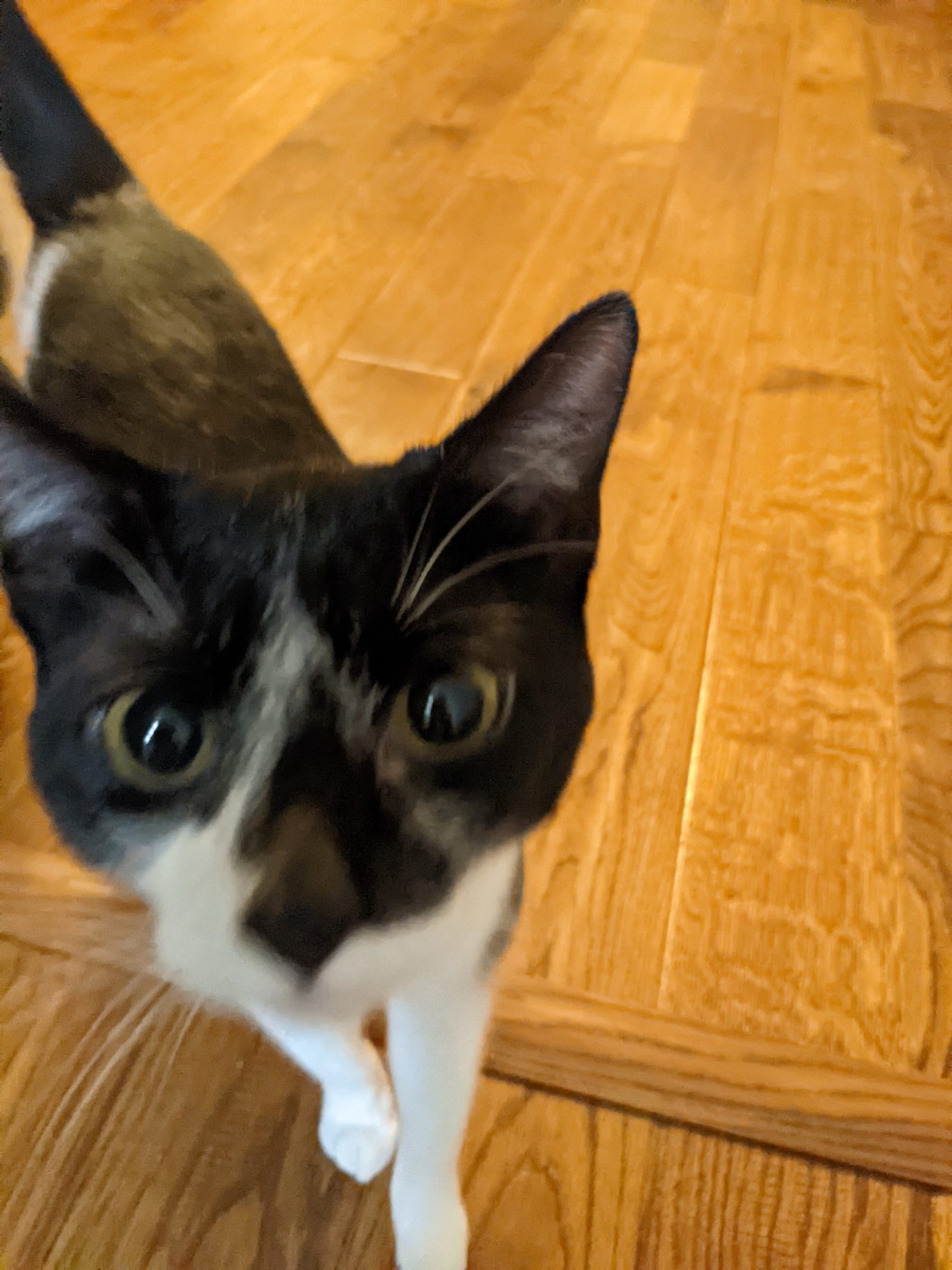 Shiloh Bonded with Mave, an adoptable Domestic Short Hair in Huntsville, AL, 35802 | Photo Image 4