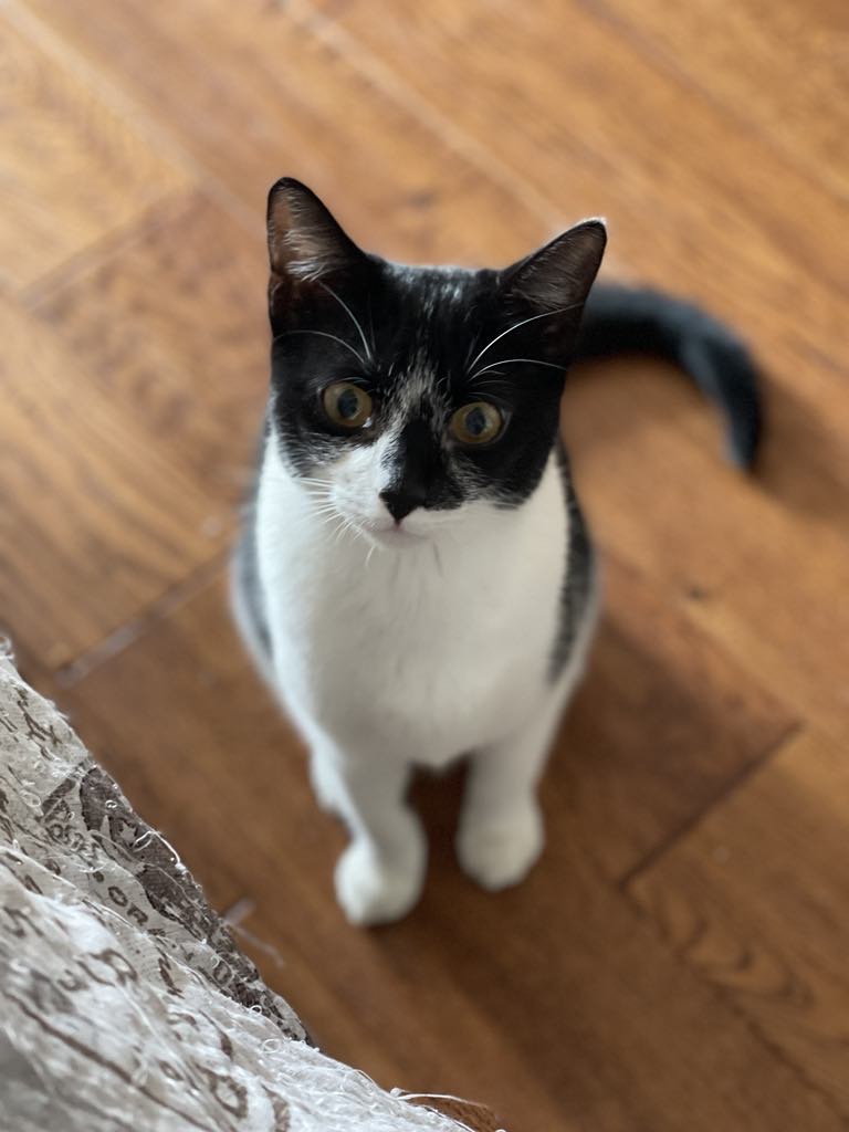 Shiloh Bonded with Mave, a Adoptable Domestic Short Hair in Huntsville, AL image 1/7