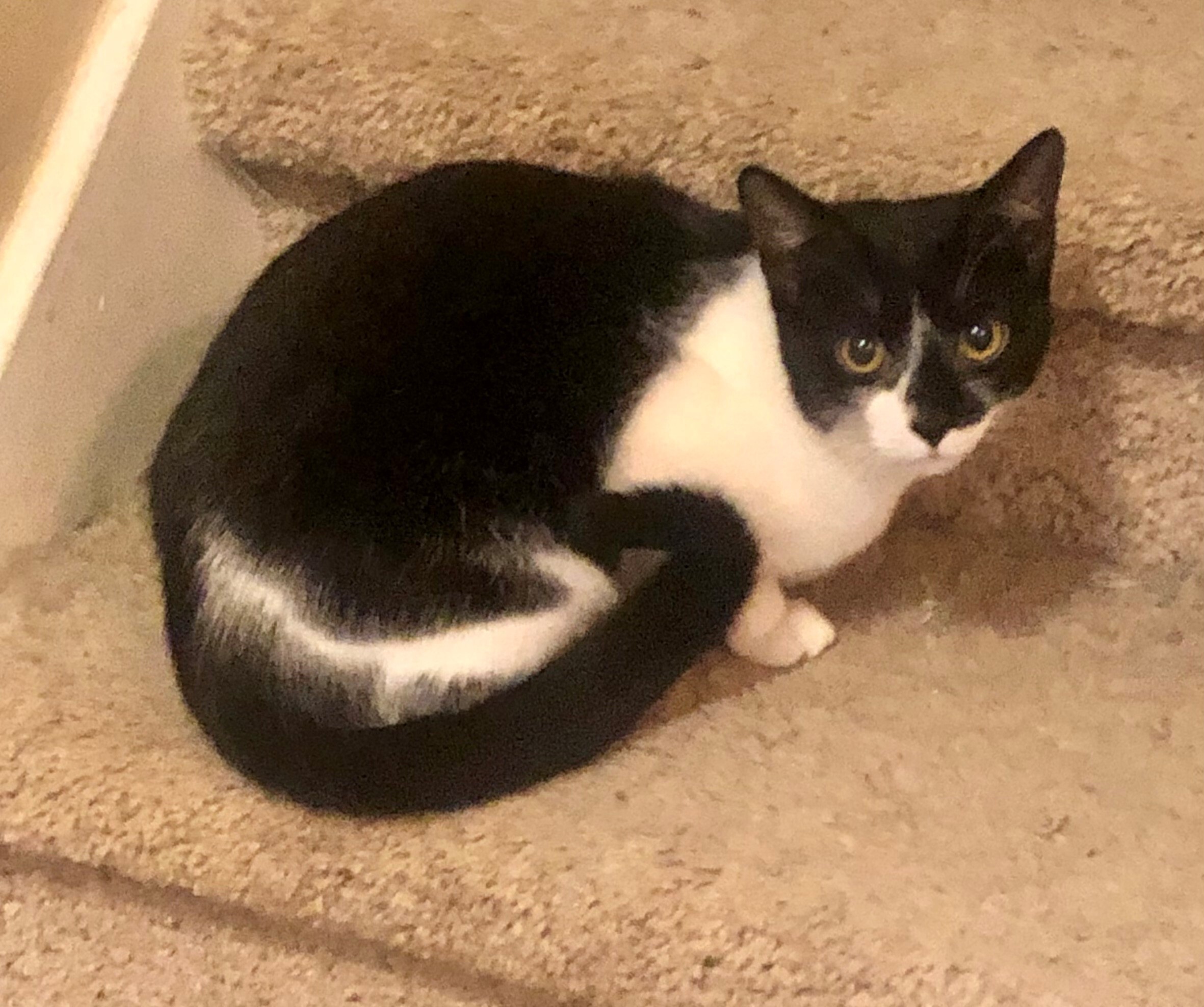 Shiloh Bonded with Mave, a Adoptable Domestic Short Hair in Huntsville, AL image 2/7