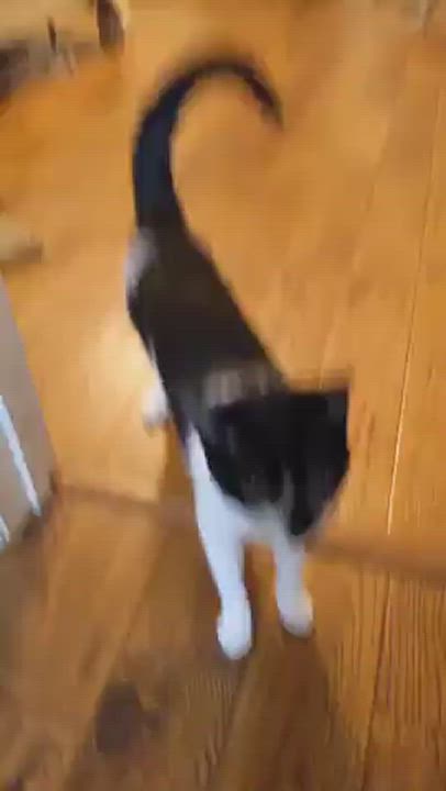 Enlarge Shiloh Bonded with Mave, a Adoptable Domestic Short Hair in Huntsville, AL video 7/7