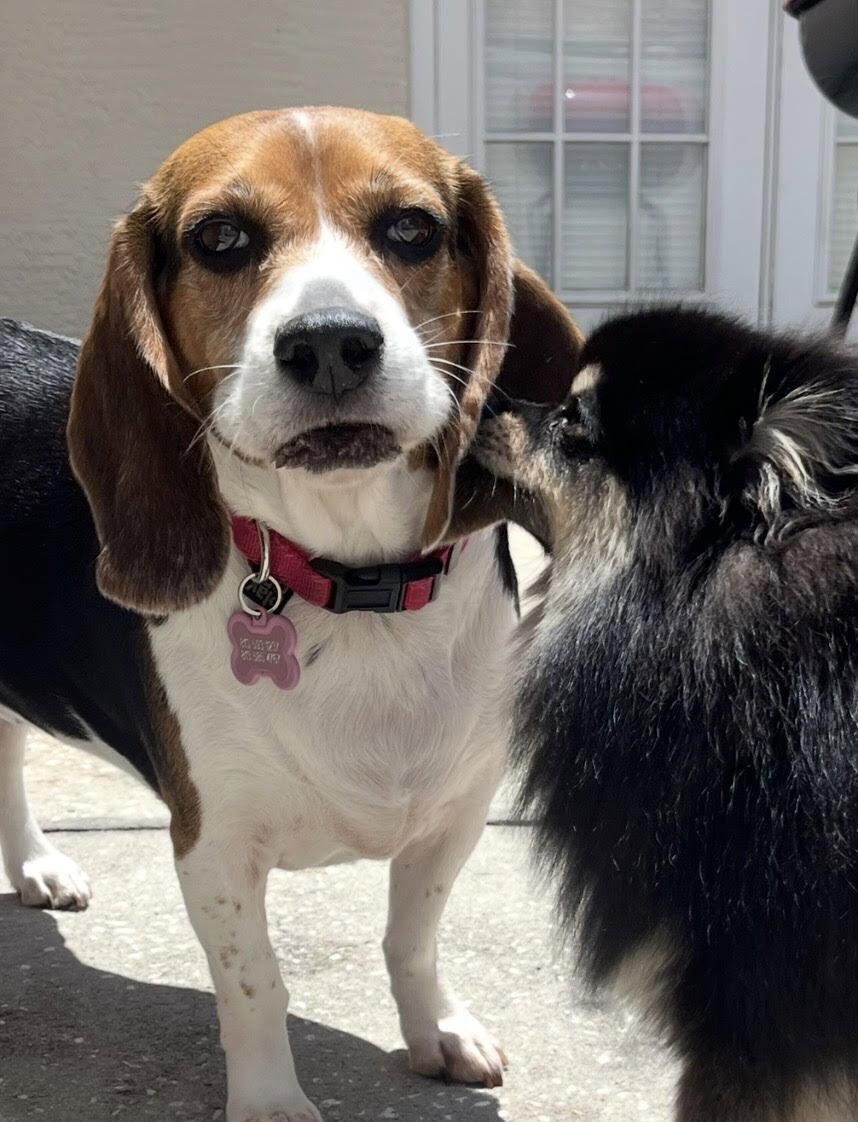 Enlarge Junie, a Adoptable Beagle in Tampa, FL image 1/3