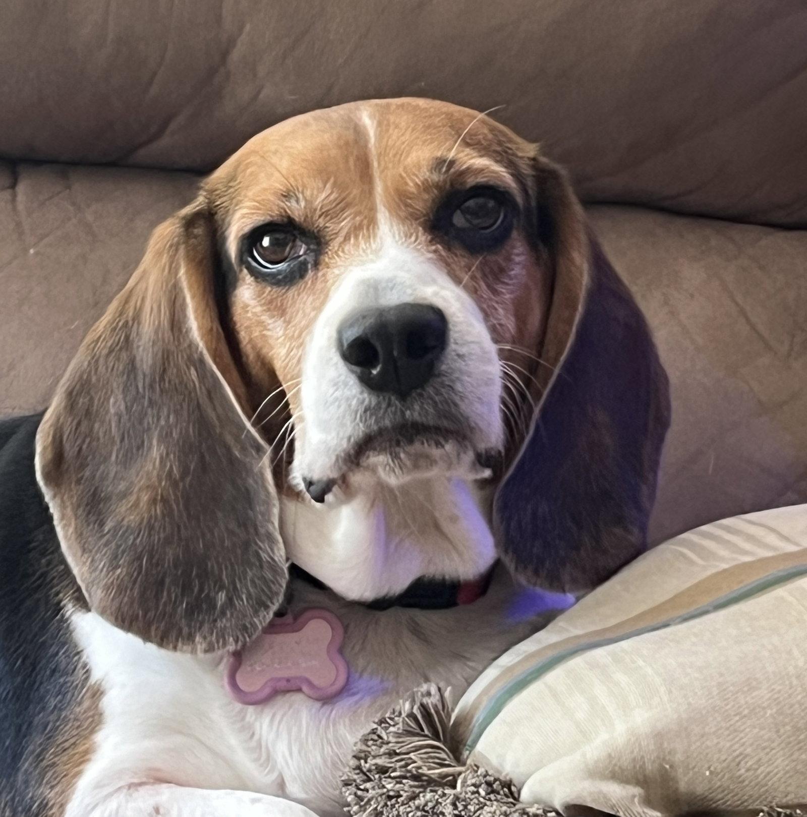 Enlarge Junie, a Adoptable Beagle in Tampa, FL image 2/3