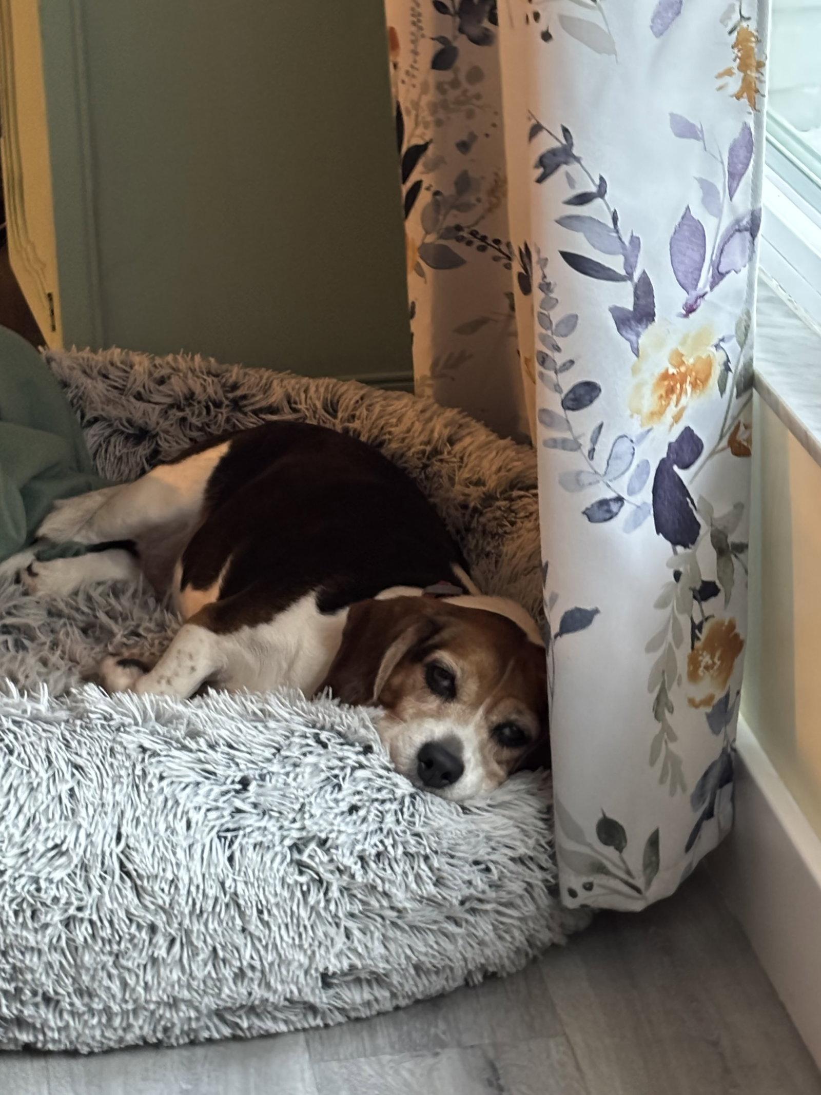 Enlarge Junie, a Adoptable Beagle in Tampa, FL image 3/3