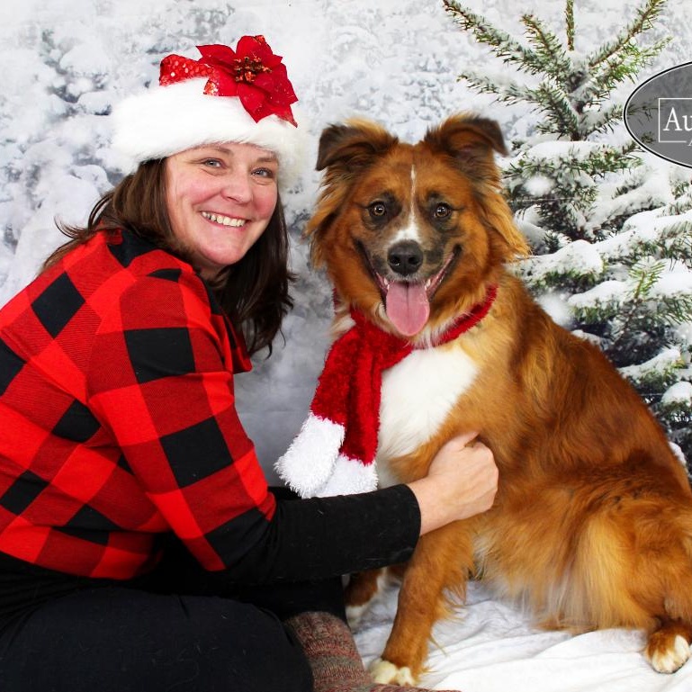 Benji, Adoptable, Adult Male Australian Shepherd.