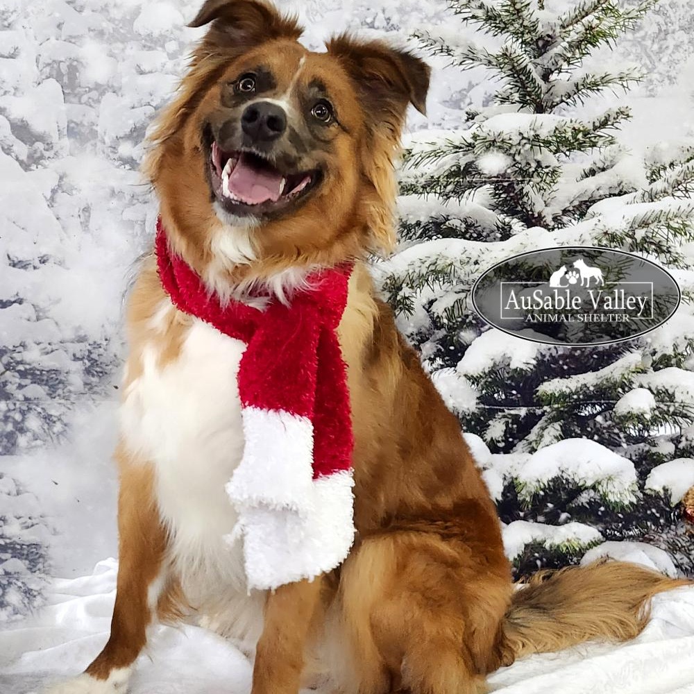 Enlarge Benji, an adopted mixed breed in Grayling, MI image 5/6