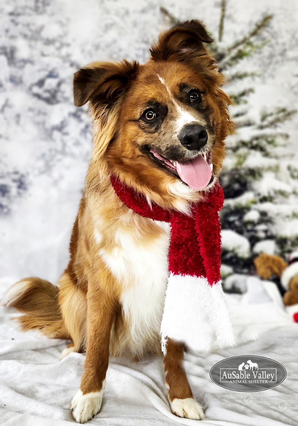 Enlarge Benji, an adopted mixed breed in Grayling, MI image 6/6