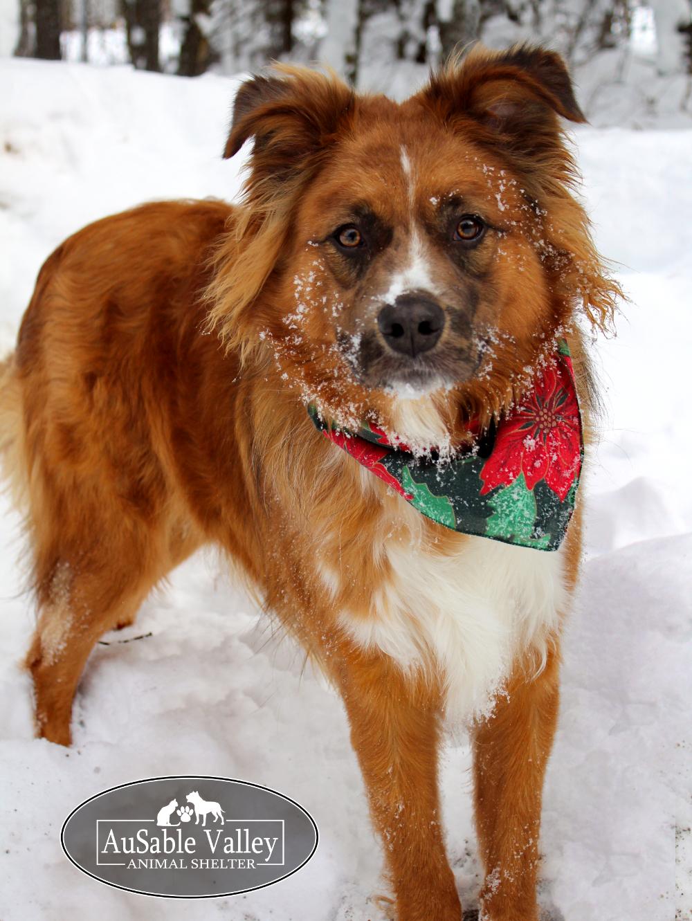 Enlarge Benji, an adopted mixed breed in Grayling, MI image 3/6