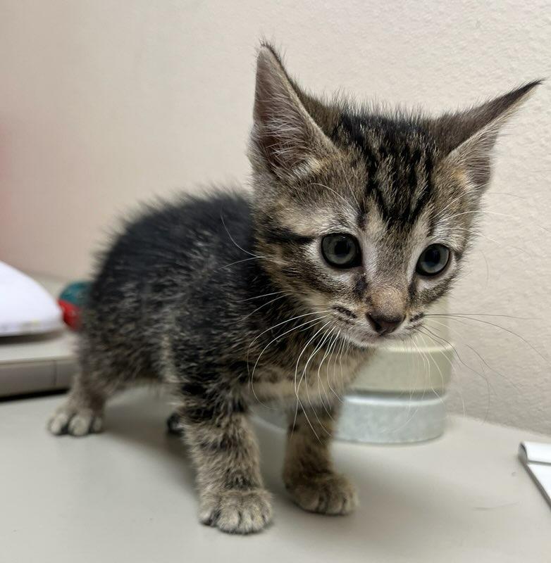 McChicken, Adoptable, Kitten Male Domestic Short Hair.