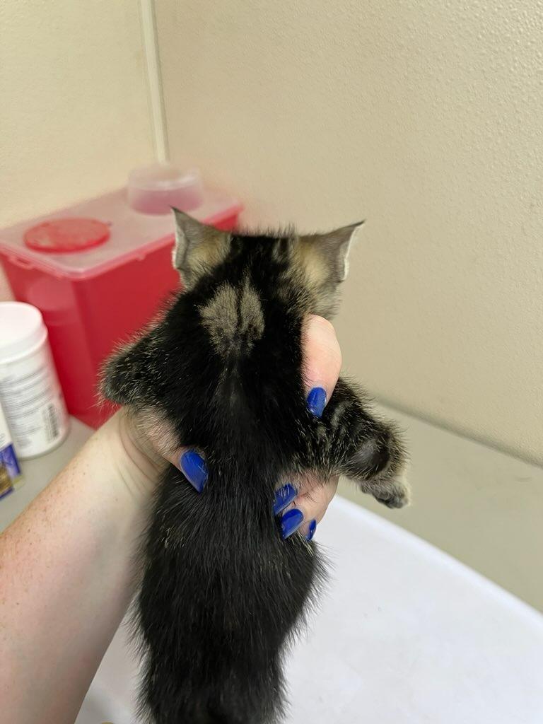 Enlarge McChicken, a Adoptable mixed breed in Richland Hills, TX image 2/2