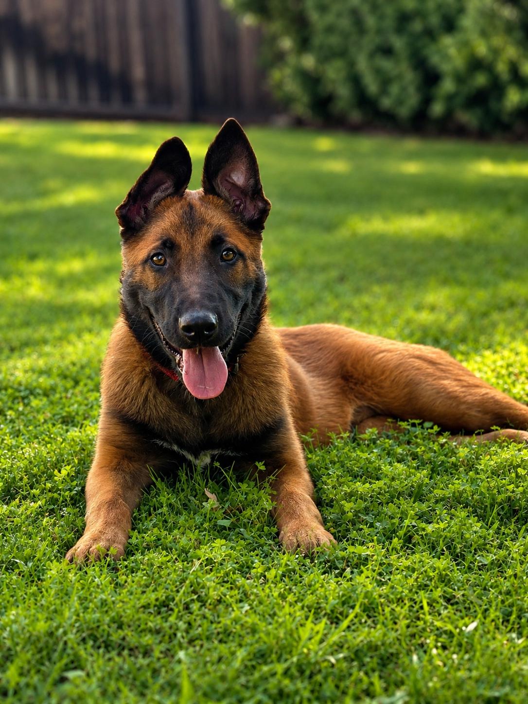 Maverick, Adoptable, Young Male German Shepherd Dog.