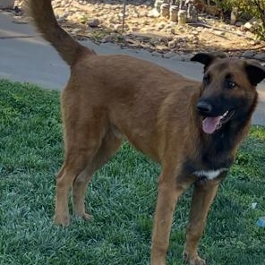 Enlarge Maverick, a Adoptable mixed breed in Lodi, CA image 6/6