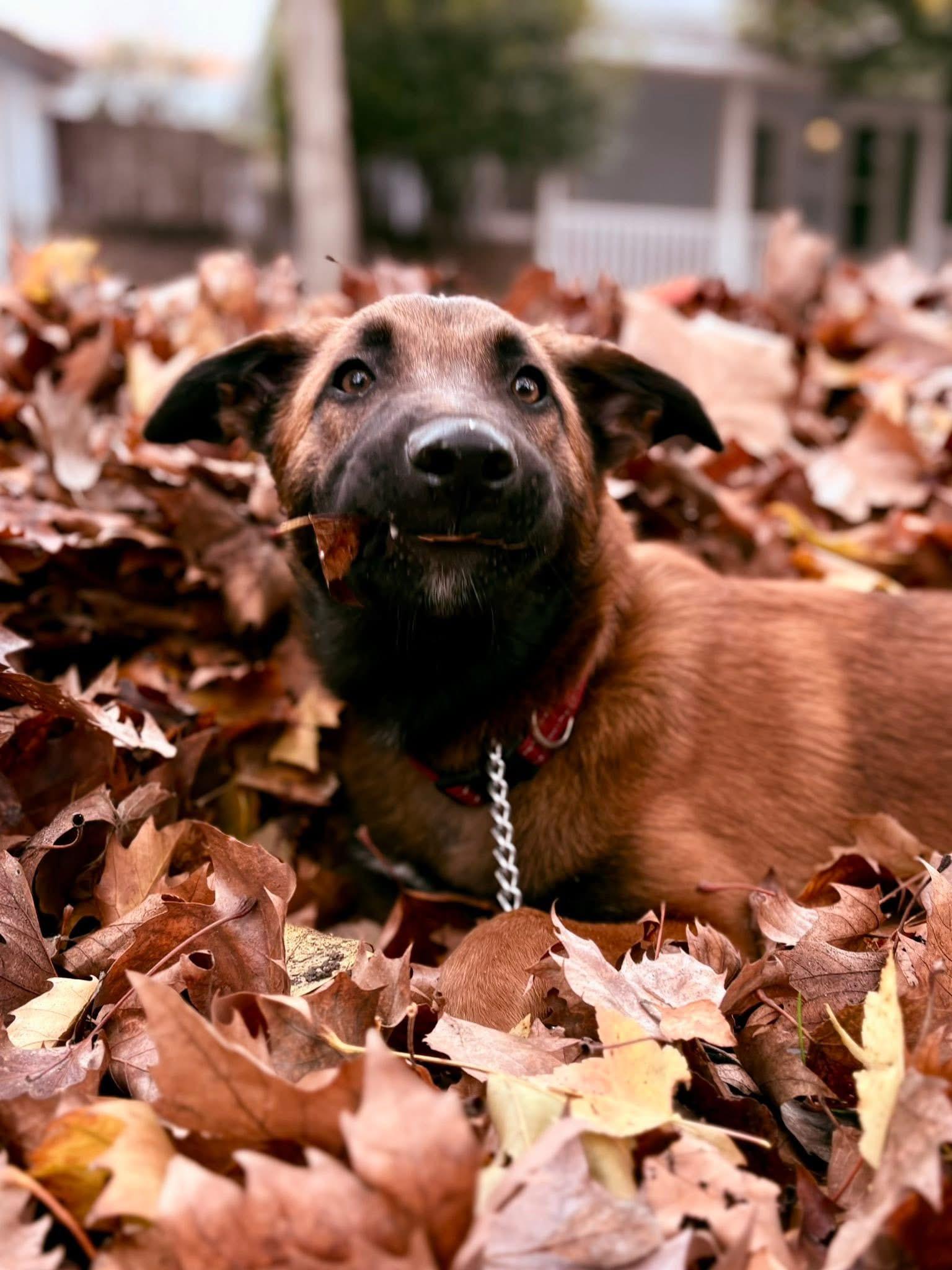 Enlarge Maverick, a Adoptable mixed breed in Lodi, CA image 4/6