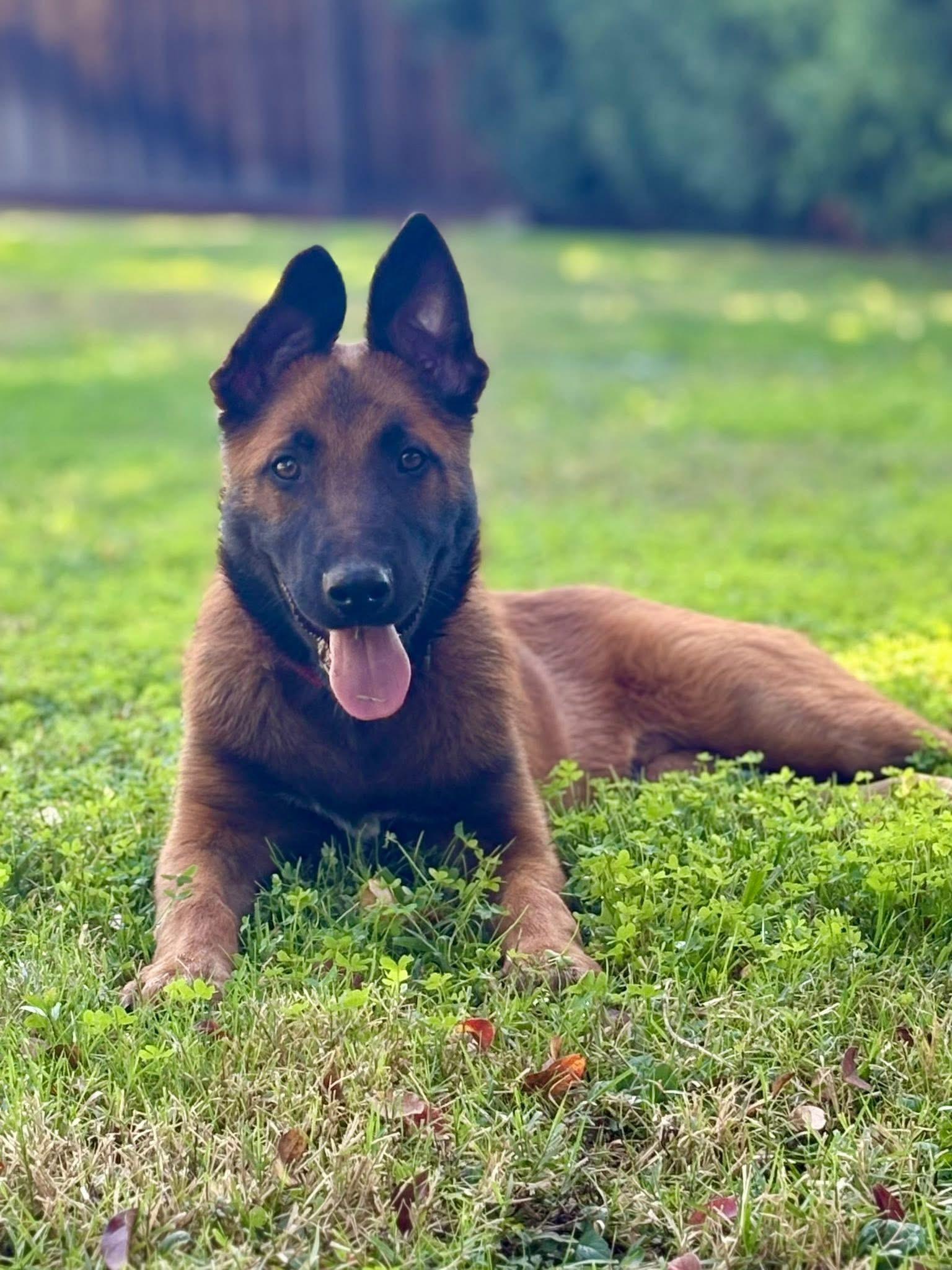 Enlarge Maverick, a Adoptable mixed breed in Lodi, CA image 2/6