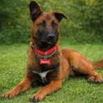 Maverick, Adoptable, Puppy Male German Shepherd Dog.