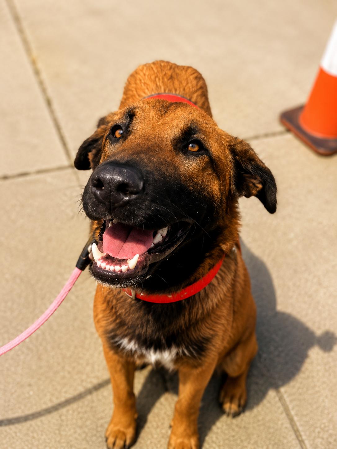 Maverick, a Adoptable mixed breed in Lodi, CA image 2/5