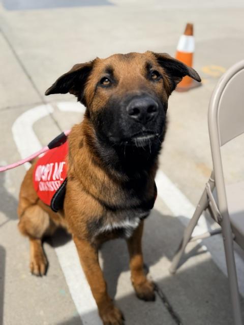 Enlarge Maverick, a Adoptable mixed breed in Lodi, CA image 1/6
