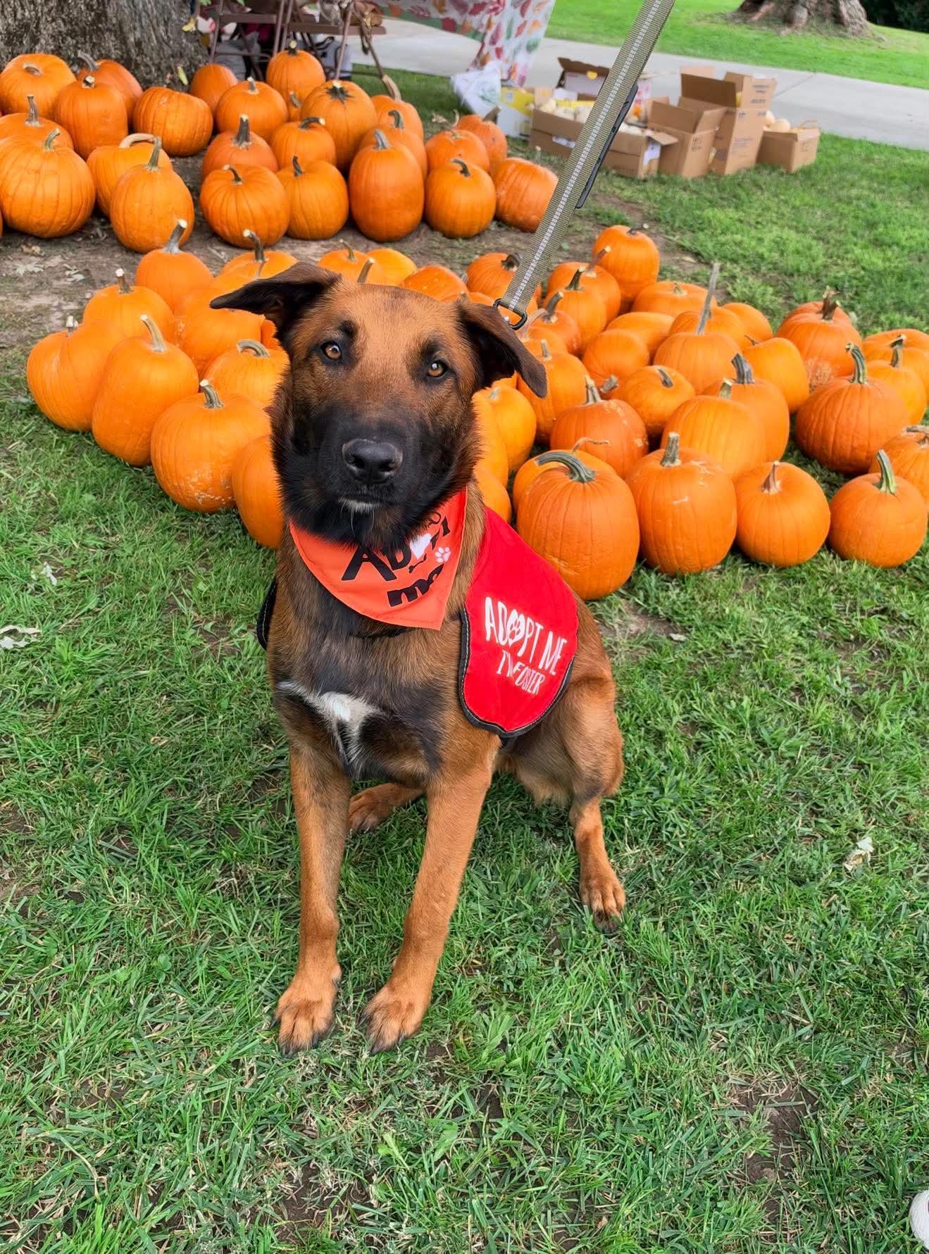 Maverick, Adoptable, Young Male German Shepherd Dog & Belgian Shepherd / Malinois.