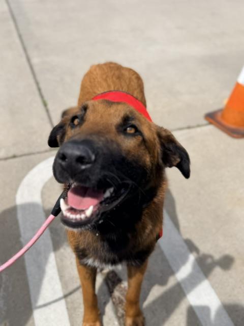 Enlarge Maverick, a Adoptable mixed breed in Lodi, CA image 6/6