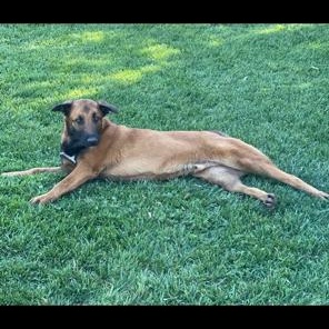 Enlarge Maverick, a Adoptable mixed breed in Lodi, CA image 5/6