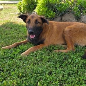 Maverick, Adoptable, Puppy Male German Shepherd Dog.