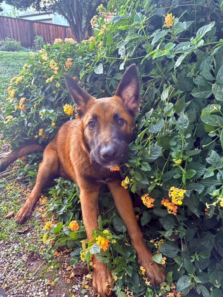 Enlarge Maverick, a Adoptable mixed breed in Lodi, CA image 6/6