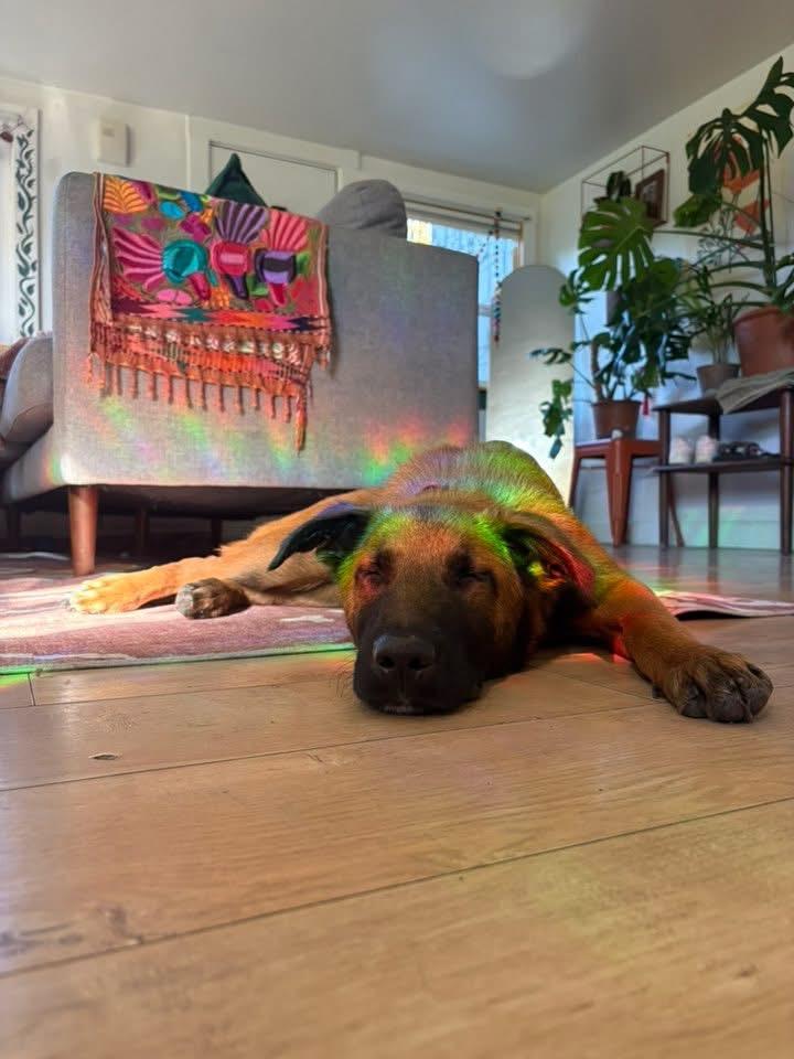 Enlarge Maverick, a Adoptable mixed breed in Lodi, CA image 5/6