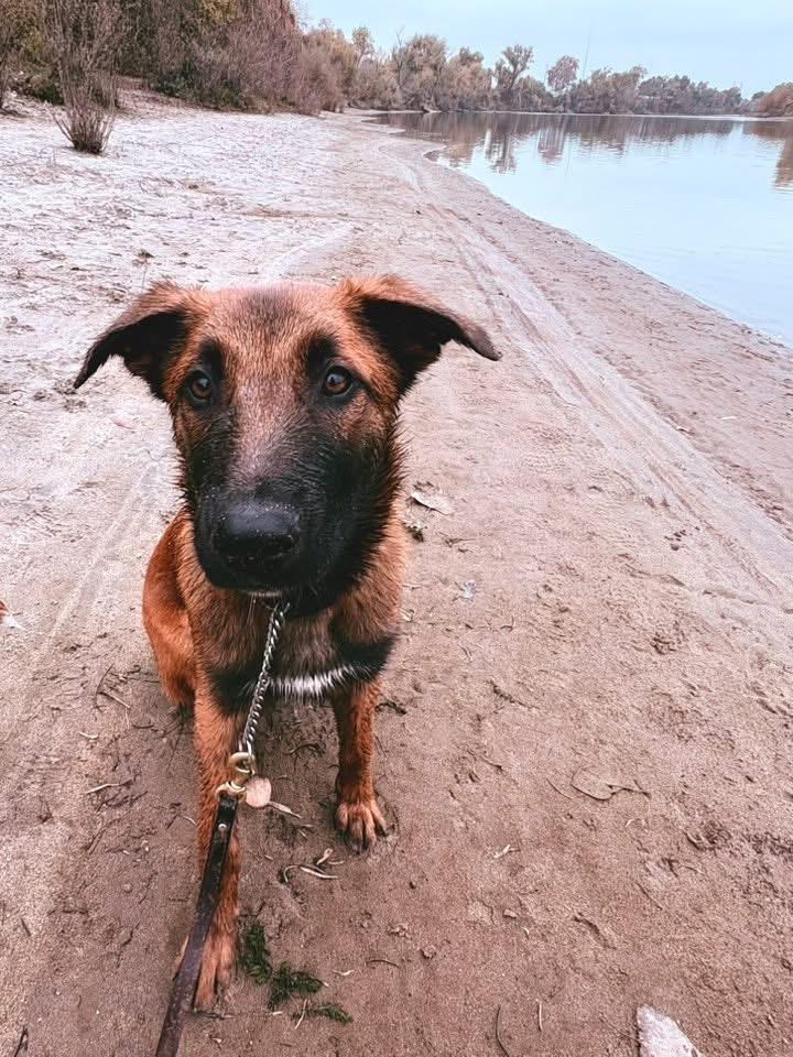Enlarge Maverick, a Adoptable mixed breed in Lodi, CA image 3/6