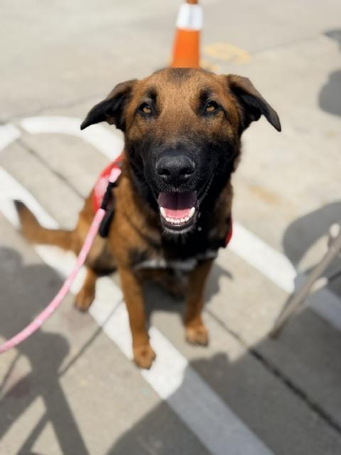 Enlarge Maverick, a Adoptable mixed breed in Lodi, CA image 5/6