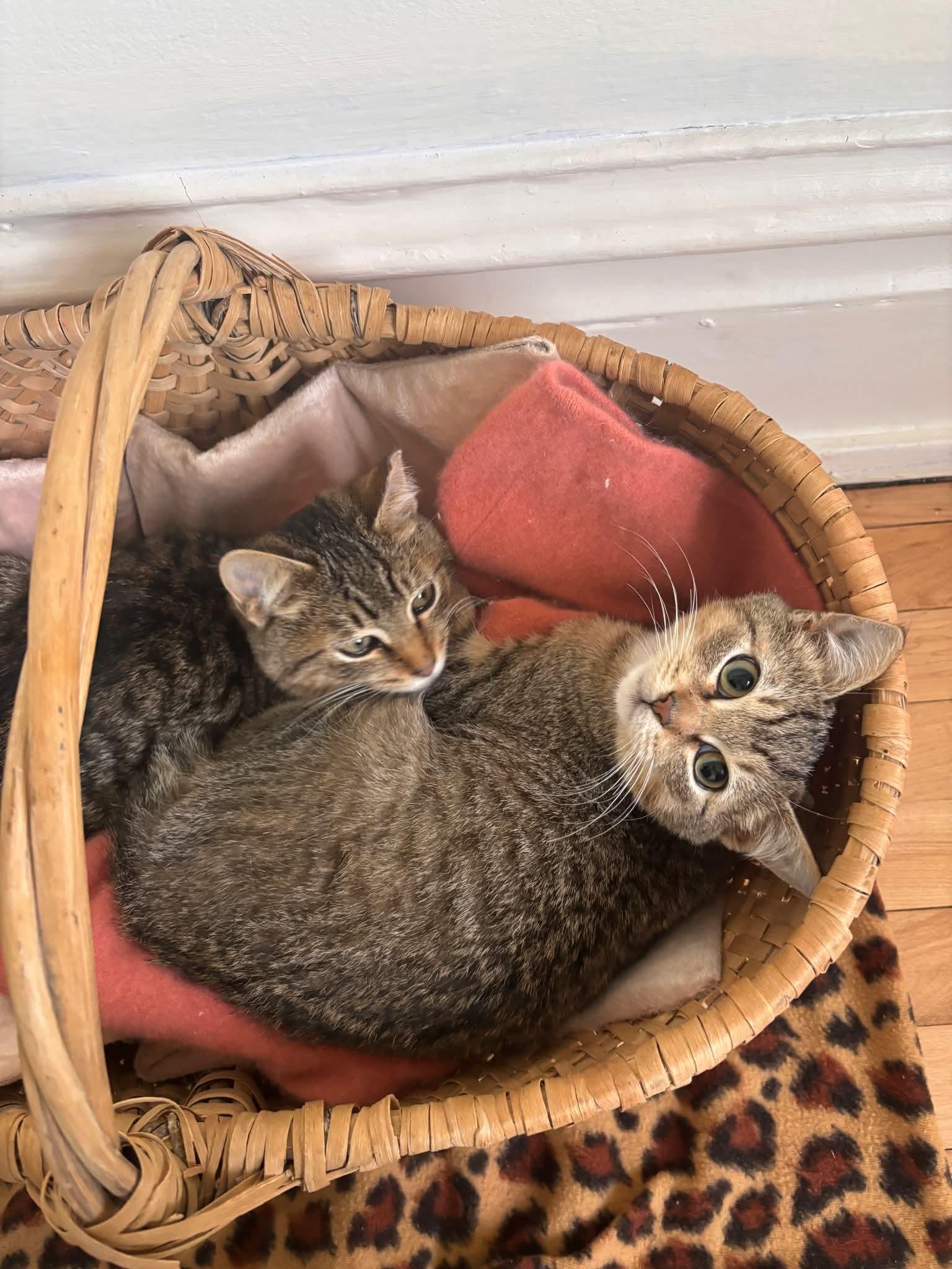 Jiggle & Wobble, Adoptable, Young Male Domestic Short Hair.