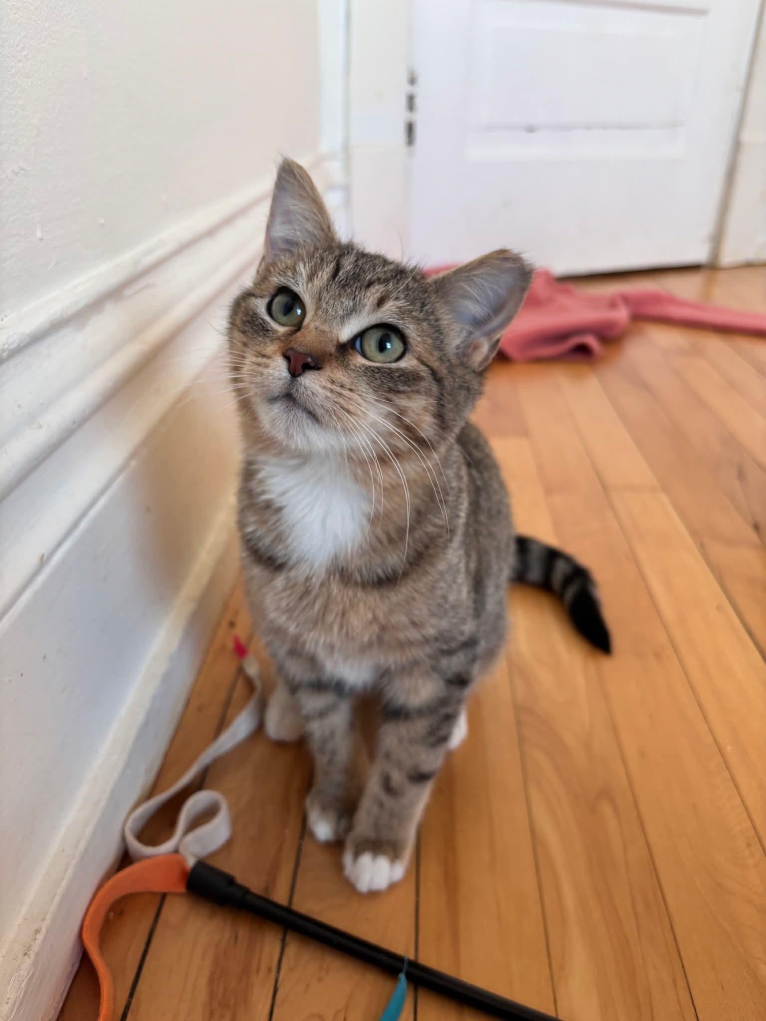 Enlarge Jiggle & Wobble, a Adoptable Domestic Short Hair in Milwaukee, WI image 2/6