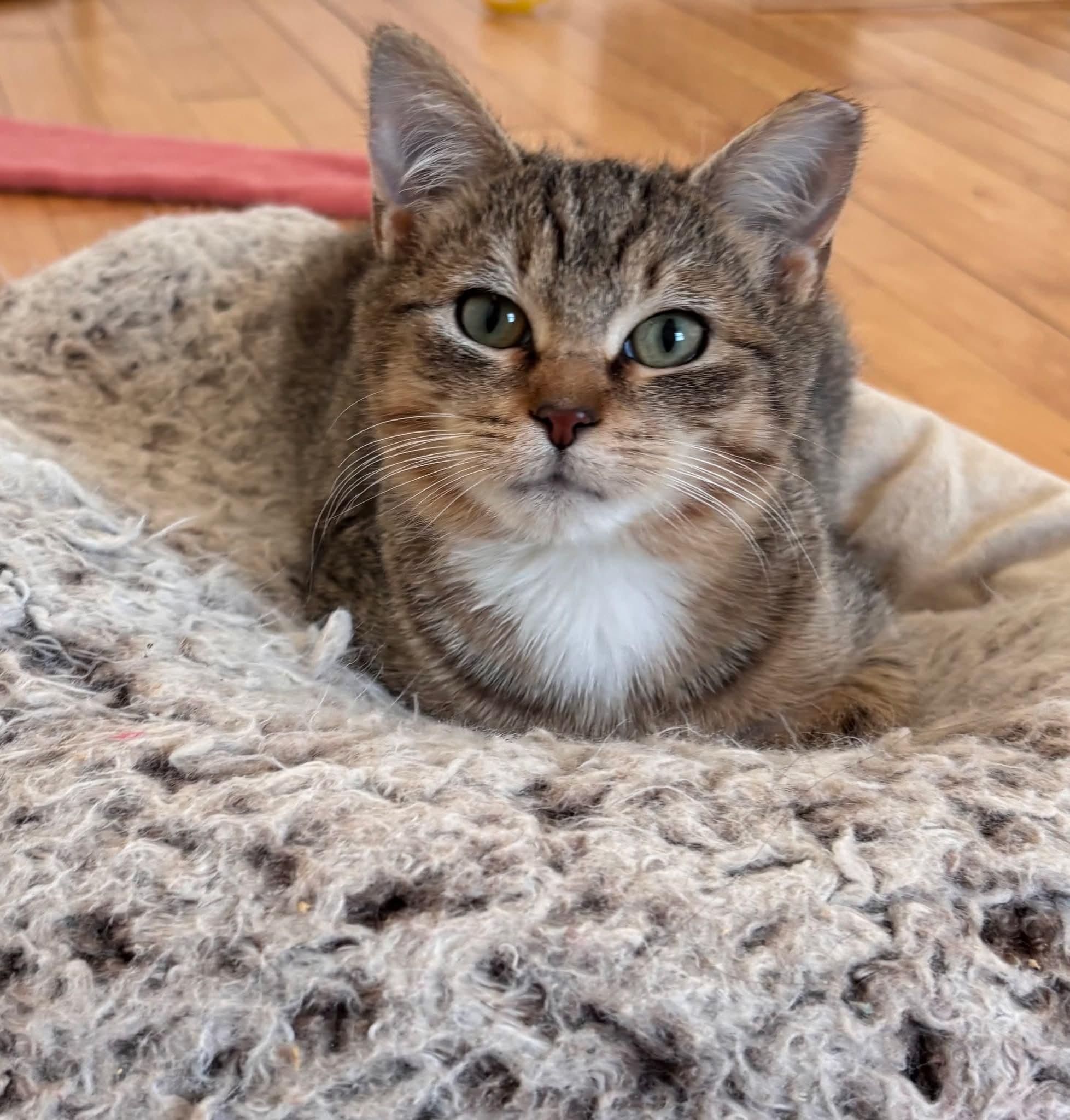Enlarge Jiggle & Wobble, a Adoptable Domestic Short Hair in Milwaukee, WI image 3/6