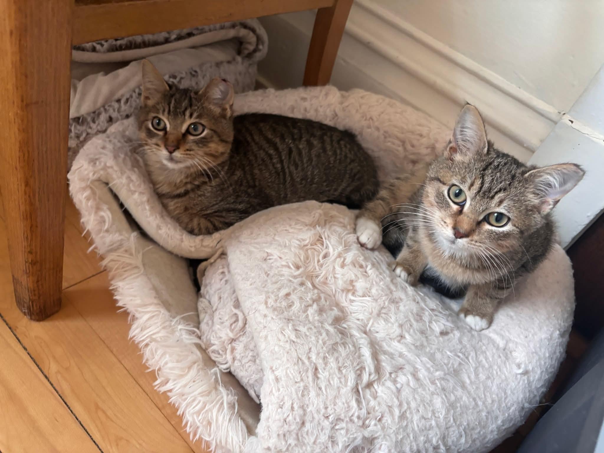 Enlarge Jiggle & Wobble, a Adoptable Domestic Short Hair in Milwaukee, WI image 6/6