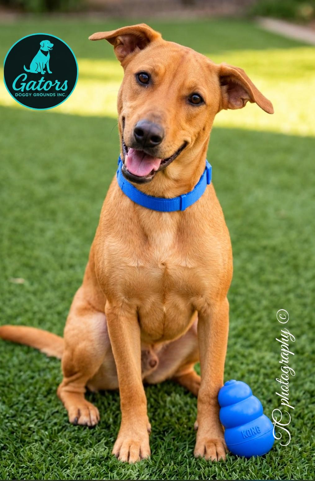 Enlarge Golden, a Adopted mixed breed in Hortense, GA image 1/2