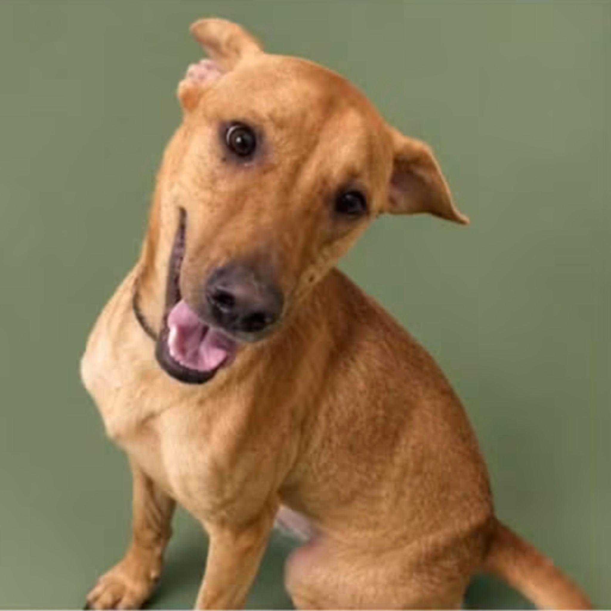 Enlarge Golden, a Adopted mixed breed in Hortense, GA image 2/2