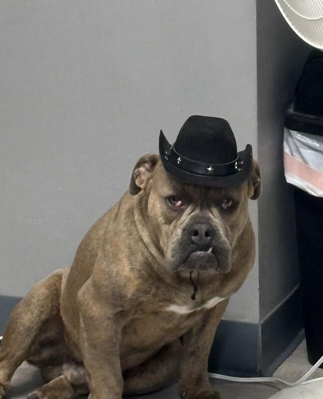 Duke, Adoptable, Adult Male American Bulldog.