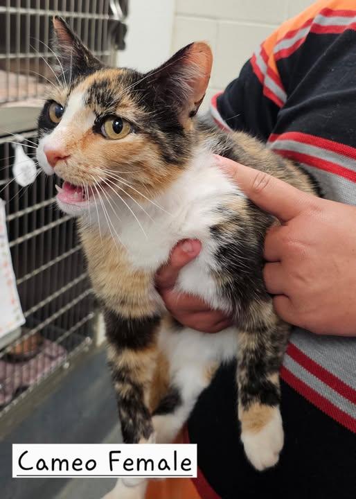 Cameo, ADOPTABLE, Adult Female Domestic Short Hair.
