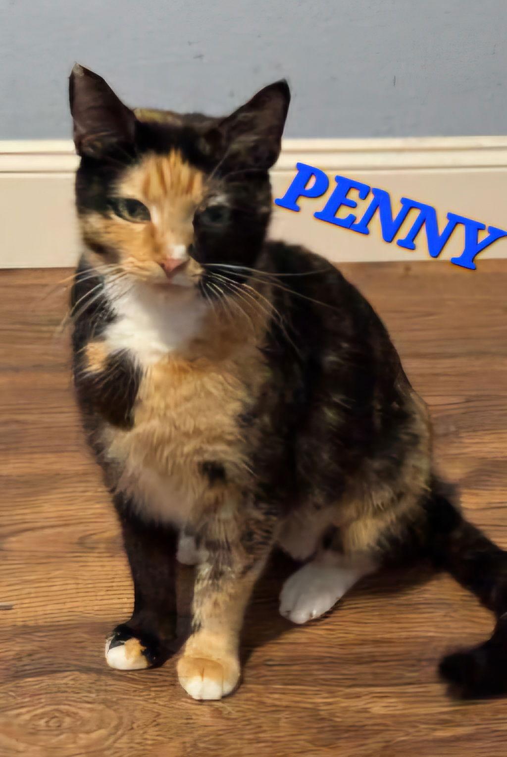 Enlarge Penny, a Adoptable mixed breed in Longwood, FL image 1/1