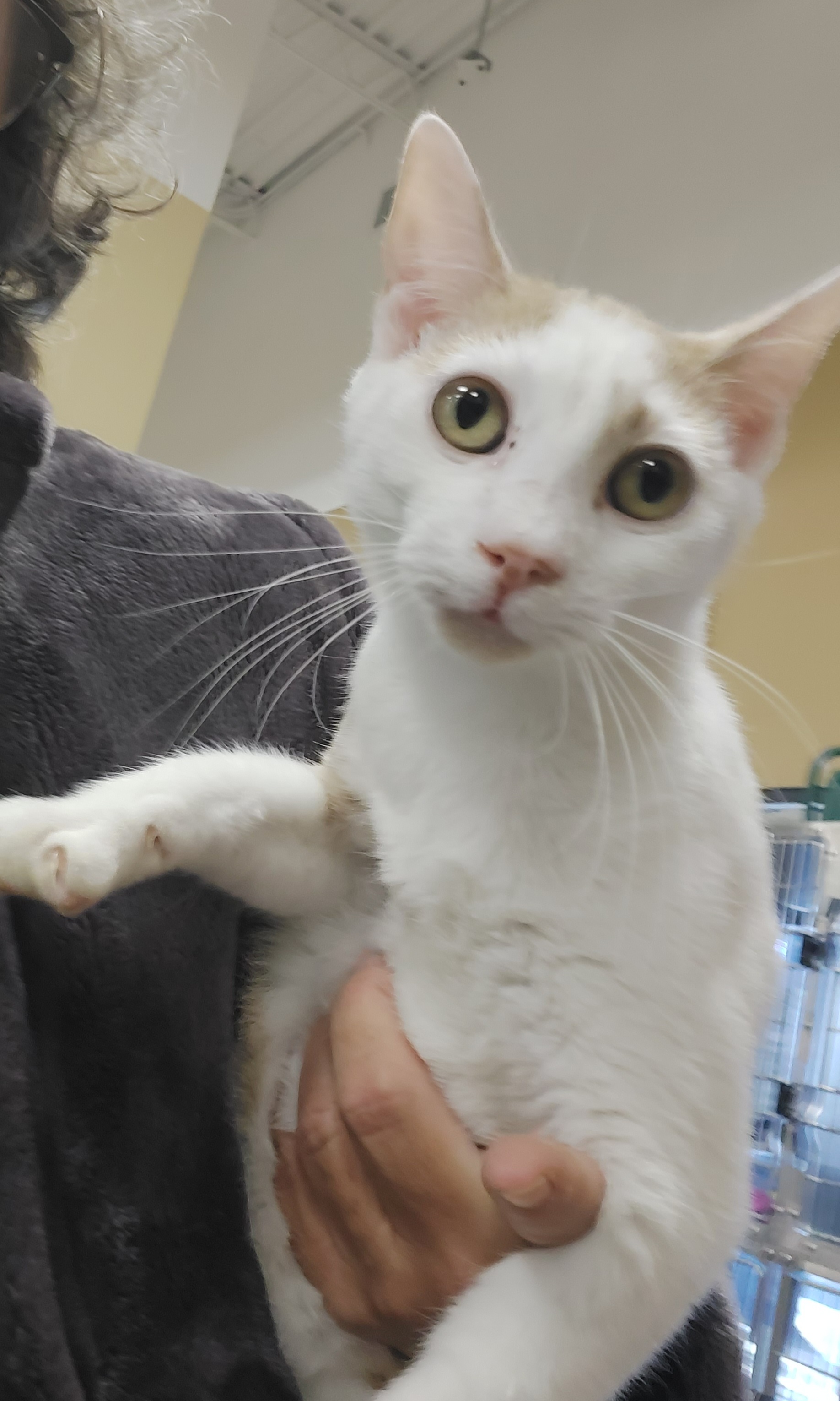 Charlie, Adoptable, Young Male Domestic Short Hair.