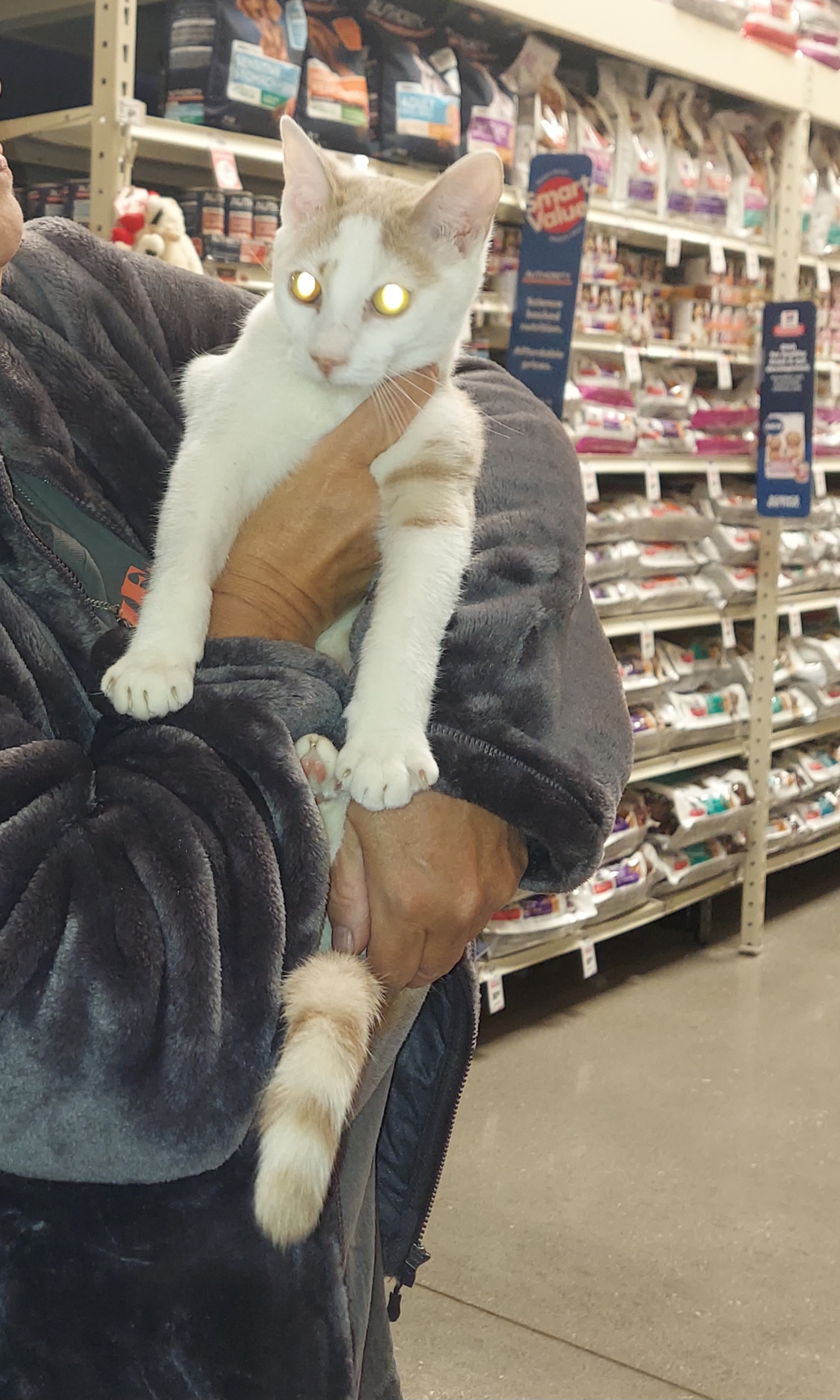 Enlarge Charlie, a Adoptable Domestic Short Hair in Aurora, IL image 2/2