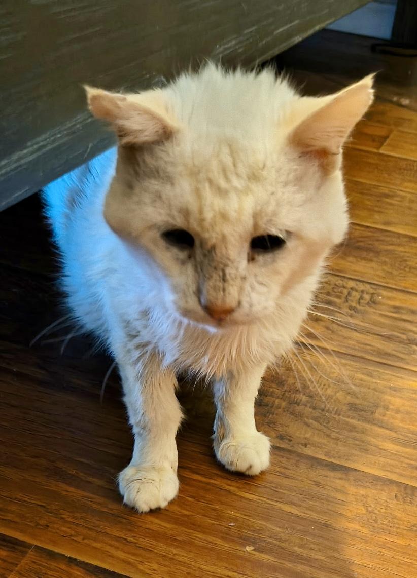 Enlarge Pierre, a Adoptable Domestic Short Hair in San Juan Capistrano, CA image 1/1