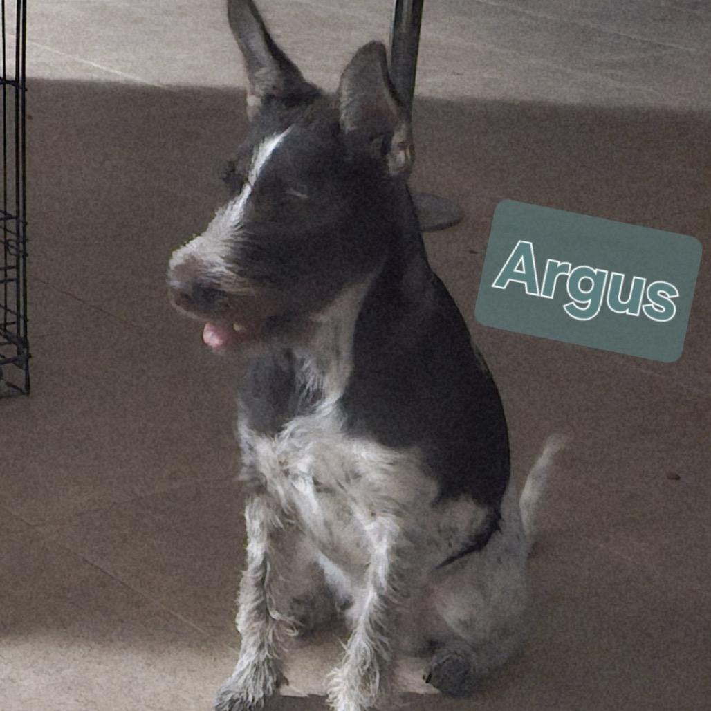 Argus, Adoptable, Young Male German Wirehaired Pointer.