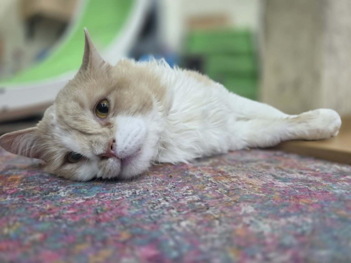 Enlarge McSteamy - CT RESIDENTS ONLY, a ADOPTABLE Domestic Long Hair in Norwich, CT image 3/6