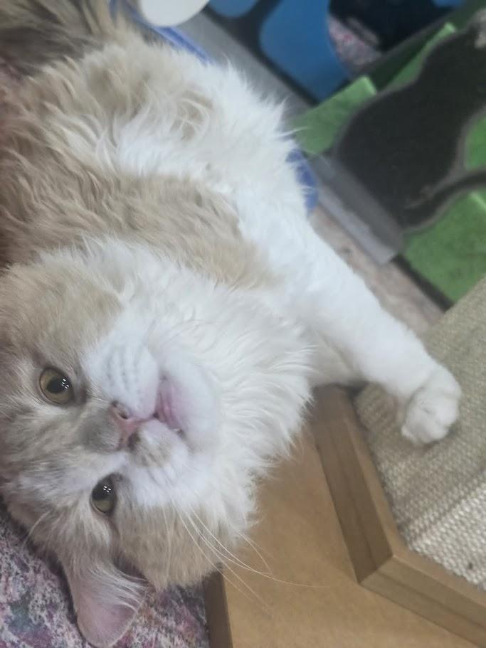 Enlarge McSteamy - CT RESIDENTS ONLY, a ADOPTABLE Domestic Long Hair in Norwich, CT image 2/6