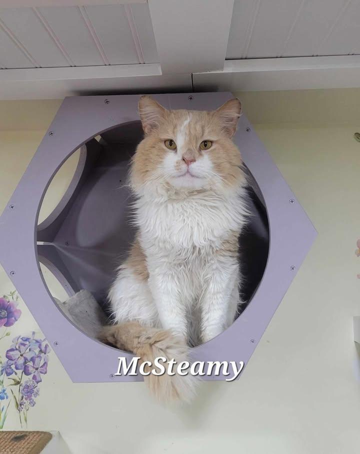 Enlarge McSteamy - CT RESIDENTS ONLY, a ADOPTABLE Domestic Long Hair in Norwich, CT image 6/6