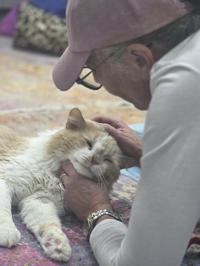 McSteamy - CT RESIDENTS ONLY, ADOPTABLE, Young Male Domestic Long Hair.